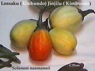 Lossaku ( Umbundo) Jinjilu ( Kimbundo)<br /> C.Pires<br />Solanumnaumannii<br />