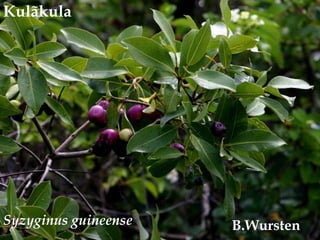 Kulãkula<br />Syzyginus guineense<br />B.Wursten<br />