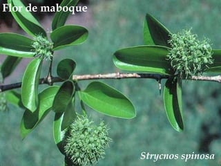 Flor de maboque<br />Strycnosspinosa<br />