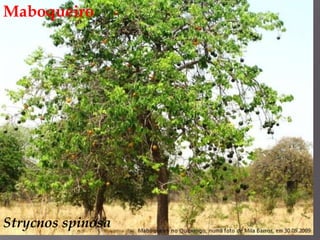 Maboqueiro<br />Strycnosspinosa<br />