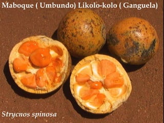 Maboque ( Umbundo) Likolo-kolo ( Ganguela)<br />Strycnosspinosa<br />