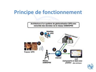 Principe de fonctionnement
Traçeur GPS
des animaux
 