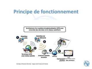 Principe de fonctionnement
des animaux
 