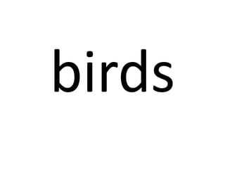 birds

 