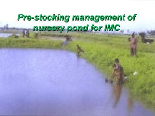 • Successful fish culture largely depends
upon the quality and quantity of fish seed.
Hence, the pre stocking nursery pond
management- the first step of three tire
fish culture system.
• Are followed for optimum production of
fish seed.
Pre-stocking management ofPre-stocking management of
nursery pond for IMCnursery pond for IMC
 