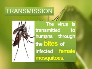 The virus is
transmitted to
humans through
the bites of
infected female
mosquitoes.
TRANSMISSION
 