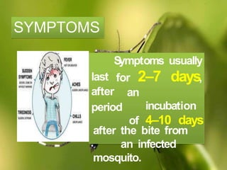 SYMPTOMS
Symptoms usually
for 2–7 days,last
after
period
an
incubation
of 4–10 days
after the bite from
an infected
mosquito.
 