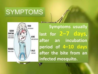 SYMPTOMS
Symptoms usually
last for 2–7 days,
after an incubation
period of 4–10 days
after the bite from an
infected mosquito.
 