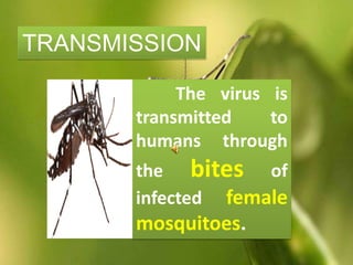 The virus is
transmitted to
humans through
the bites of
infected female
mosquitoes.
TRANSMISSION
 