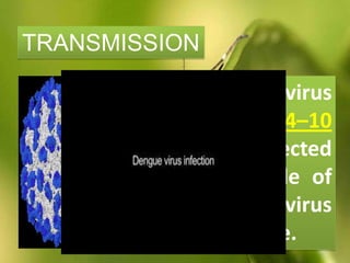After virus
incubation for 4–10
days, an infected
mosquito is capable of
transmitting the virus
for the rest of its life.
TRANSMISSION
 
