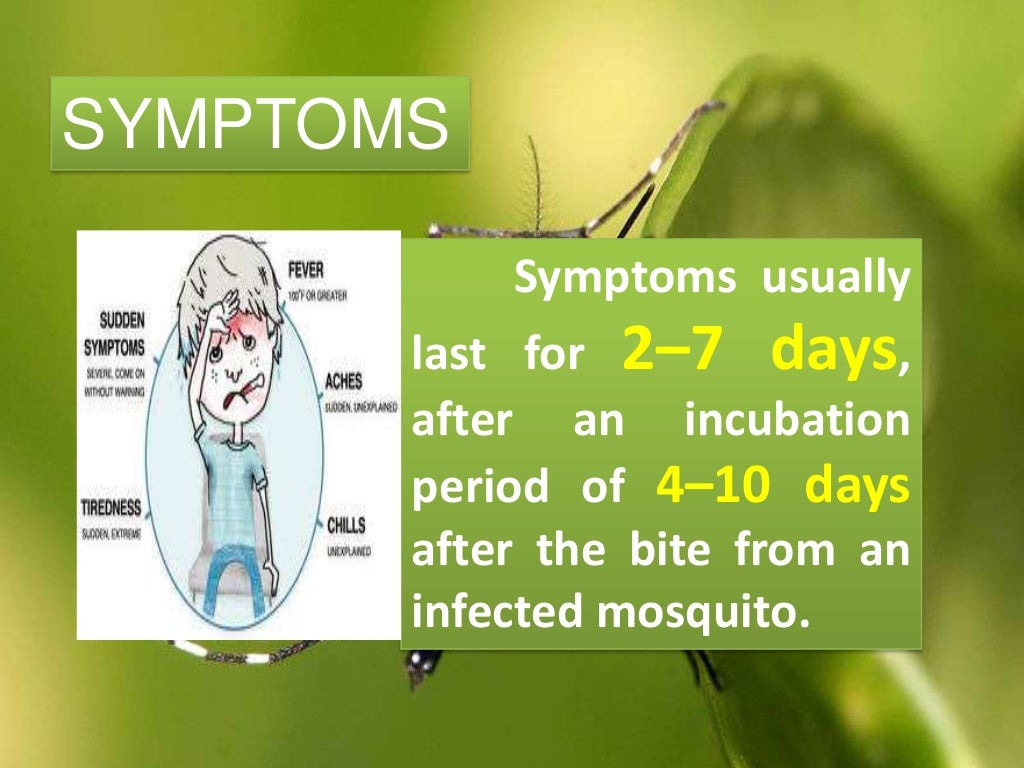 Dengue Ppt Presentation Free Download Dengue Ppt Presentation Free Download