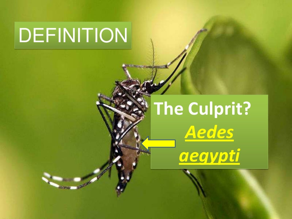 dengue-ppt