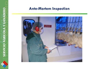 Ante-Mortem Inspection 