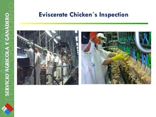 Eviscerate Chicken´s Inspection 