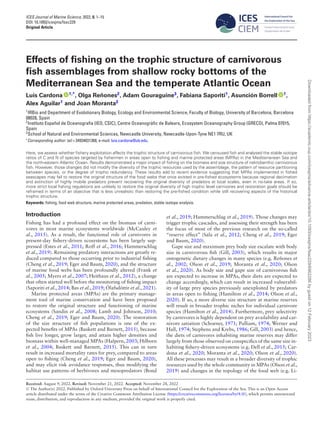 ICES Journal of Marine Science, 2022, 0, 1–15
DOI: 10.1093/icesjms/fsac229
Original Article
Effects of fishing on the trophic structure of carnivorous
fish assemblages from shallow rocky bottoms of the
Mediterranean Sea and the temperate Atlantic Ocean
Luis Cardona 1,*
, Olga Reñones2
, Adam Gouraguine3
, Fabiana Saporiti1
, Asunción Borrell 1
,
Alex Aguilar1
and Joan Moranta2
1
IRBio and Department of Evolutionary Biology, Ecology and Environmental Science, Faculty of Biology, University of Barcelona, Barcelona
08028, Spain
2
Instituto Español de Oceanografía (IEO, CSIC), Centre Oceanogràfic de Balears, Ecosystem Oceanography Group (GRECO), Palma 07015,
Spain
3
School of Natural and Environmental Sciences, Newcastle University, Newcastle-Upon-Tyne NE1 7RU, UK
*Corresponding author: tel:+34934031368; e-mail: luis.cardona@ub.edu.
Here, we assess whether fishery exploitation affects the trophic structure of carnivorous fish. We censused fish and analysed the stable isotope
ratios of C and N of species targeted by fishermen in areas open to fishing and marine protected areas (MPAs) in the Mediterranean Sea and
the north-eastern Atlantic Ocean. Results demonstrated a major impact of fishing on the biomass and size structure of nektobenthic carnivorous
fish. However, those changes did not modify the diversity of the trophic resources used by the assemblage, the pattern of resource partitioning
between species, or the degree of trophic redundancy. These results add to recent evidence suggesting that MPAs implemented in fished
seascapes may fail to restore the original structure of the food webs that once existed in pre-fished ecosystems because regional decimation
and extinction of highly mobile predators prevent recovering the original diversity of predators at local scales, even in no-take areas. If so,
more strict local fishing regulations are unlikely to restore the original diversity of high trophic level carnivores and restoration goals should be
reframed in terms of an objective that is less unrealistic than restoring the pre-fished condition while still recovering aspects of the historical
trophic structure.
Keywords: fishing, food web structure, marine protected areas, predation, stable isotope analysis.
Introduction
Fishing has had a profound effect on the biomass of carni-
vores in most marine ecosystems worldwide (McCauley et
al., 2015). As a result, the functional role of carnivores in
present-day fishery-driven ecosystems has been largely sup-
pressed (Estes et al., 2011; Roff et al., 2016; Hammerschlag
et al., 2019). Remaining predatory interactions are greatly re-
duced compared to those occurring prior to industrial fishing
(Cheng et al., 2019; Eger and Baum, 2020), and the structure
of marine food webs has been profoundly altered (Frank et
al., 2005; Myers et al., 2007; Heithaus et al., 2012), a change
that often started well before the monitoring of fishing impact
(Saporiti et al., 2014; Bas et al., 2019; Ólafsdóttir et al., 2021).
Marine protected areas (MPAs) are the primary manage-
ment tool of marine conservation and have been proposed
to restore the original structure and functioning of marine
ecosystems (Sandin et al., 2008; Lamb and Johnson, 2010;
Cheng et al., 2019; Eger and Baum, 2020). The restoration
of the size structure of fish populations is one of the ex-
pected benefits of MPAs (Baskett and Barnett, 2015), because
fish live longer, grow larger, and attain higher densities and
biomass within well-managed MPAs (Halpern, 2003; Hilborn
et al., 2004; Baskett and Barnett, 2015). This can in turn
result in increased mortality rates for prey, compared to areas
open to fishing (Cheng et al., 2019; Eger and Baum, 2020),
and may elicit risk avoidance responses, thus modifying the
habitat use patterns of herbivores and mesopredators (Bond
et al., 2019; Hammerschlag et al., 2019). Those changes may
trigger trophic cascades, and assessing their strength has been
the focus of most of the previous research on the so-called
“reserve effect” (Sala et al., 2012; Cheng et al., 2019; Eger
and Baum, 2020).
Gape size and maximum prey body size escalate with body
size in carnivorous fish (Gill, 2003), which results in major
ontogenetic dietary changes in many species (e.g. Reñones et
al., 2002; Olson et al., 2019; Moranta et al., 2020; Olson
et al., 2020). As body size and gape size of carnivorous fish
are expected to increase in MPAs, their diets are expected to
change accordingly, which can result in increased vulnerabil-
ity of large prey species previously unexploited by predators
in areas open to fishing (Hamilton et al., 2014; Olson et al.,
2020). If so, a more diverse size structure at marine reserves
will result in broader trophic niches for individual carnivore
species (Hamilton et al., 2014). Furthermore, prey selectivity
by carnivores is highly dependent on prey availability and car-
nivore satiation (Schoener, 1971; Pulliam, 1974; Werner and
Hall, 1974; Stephens and Krebs, 1986; Gill, 2003) and hence,
the diets of carnivores inhabiting marine reserves may differ
largely from those observed on conspecifics of the same size in-
habiting fishery-driven ecosystems (e.g. Dell et al., 2015; Car-
dona et al., 2020; Moranta et al., 2020; Olson et al., 2020).
All these processes may result in a broader diversity of trophic
resources used by the whole community in MPAs (Olson et al.,
2019) and changes in the topology of the food web (e.g. Li-
Received: August 9, 2022. Revised: November 21, 2022. Accepted: November 28, 2022
C
 The Author(s) 2022. Published by Oxford University Press on behalf of International Council for the Exploration of the Sea. This is an Open Access
article distributed under the terms of the Creative Commons Attribution License (https://creativecommons.org/licenses/by/4.0/), which permits unrestricted
reuse, distribution, and reproduction in any medium, provided the original work is properly cited.
Downloaded
from
https://academic.oup.com/icesjms/advance-article/doi/10.1093/icesjms/fsac229/6962286
by
guest
on
12
February
2023
 