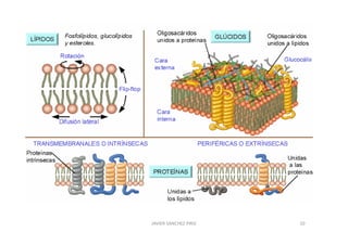 JAVIER SANCHEZ PIRIZ   10
 