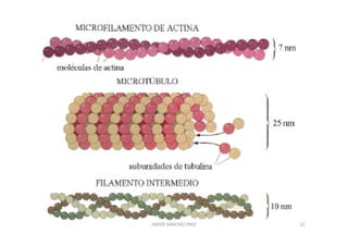 JAVIER SANCHEZ PIRIZ   12
 