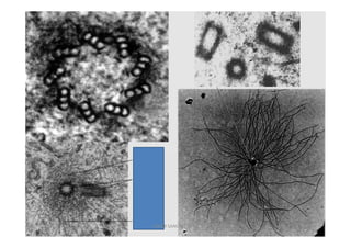 JAVIER SANCHEZ PIRIZ   13
 