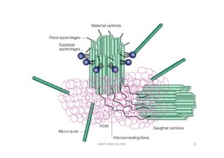 JAVIER SANCHEZ PIRIZ   14
 