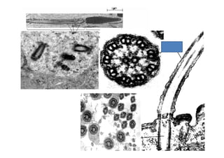 JAVIER SANCHEZ PIRIZ   15
 