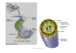 JAVIER SANCHEZ PIRIZ   16
 