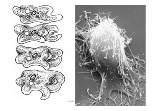 JAVIER SANCHEZ PIRIZ   17
 