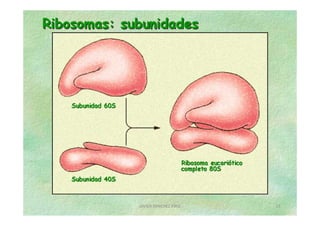 JAVIER SANCHEZ PIRIZ   19
 