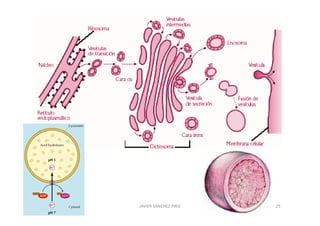 JAVIER SANCHEZ PIRIZ   25
 