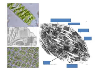 JAVIER SANCHEZ PIRIZ   26
 