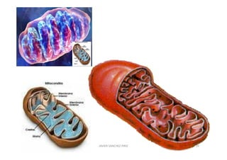 JAVIER SANCHEZ PIRIZ   29
 