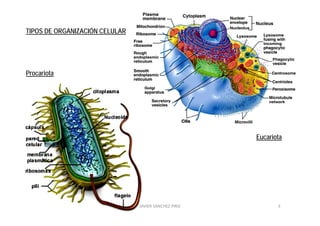 TIPOS DE ORGANIZACIÓN CELULAR




Procariota




                                                       Eucariota




                                JAVIER SANCHEZ PIRIZ          3
 