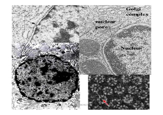 JAVIER SANCHEZ PIRIZ   30
 