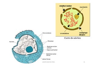 JAVIER SANCHEZ PIRIZ   31
 
