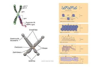 JAVIER SANCHEZ PIRIZ   33
 