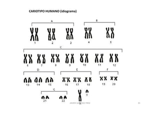 CARIOTIPO HUMANO (idiograma)




                       JAVIER SANCHEZ PIRIZ   35
 
