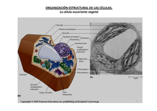 ORGANIZACIÓN ESTRUCTURAL DE LAS CÉLULAS.
        La célula eucarionte vegetal




             JAVIER SANCHEZ PIRIZ          7
 