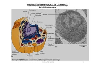 ORGANIZACIÓN ESTRUCTURAL DE LAS CÉLULAS.
           La célula eucarionte




              JAVIER SANCHEZ PIRIZ         8
 