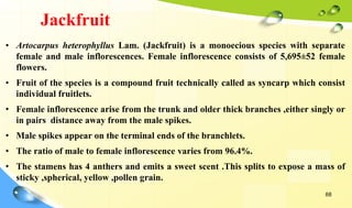 physiology of flowering in tropical and dry land fruit crop | PPTX