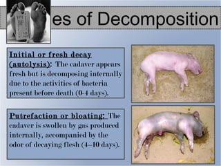 Chapter 13 - Process of Death | PPT
