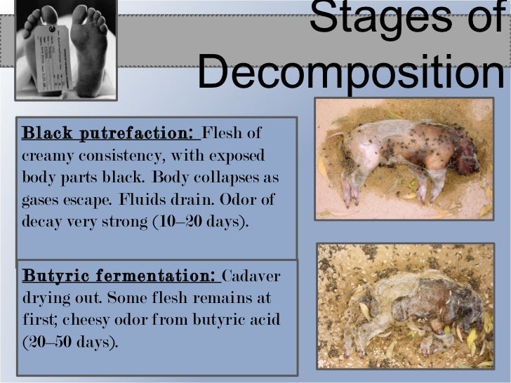 Chapter 13 Process of Death