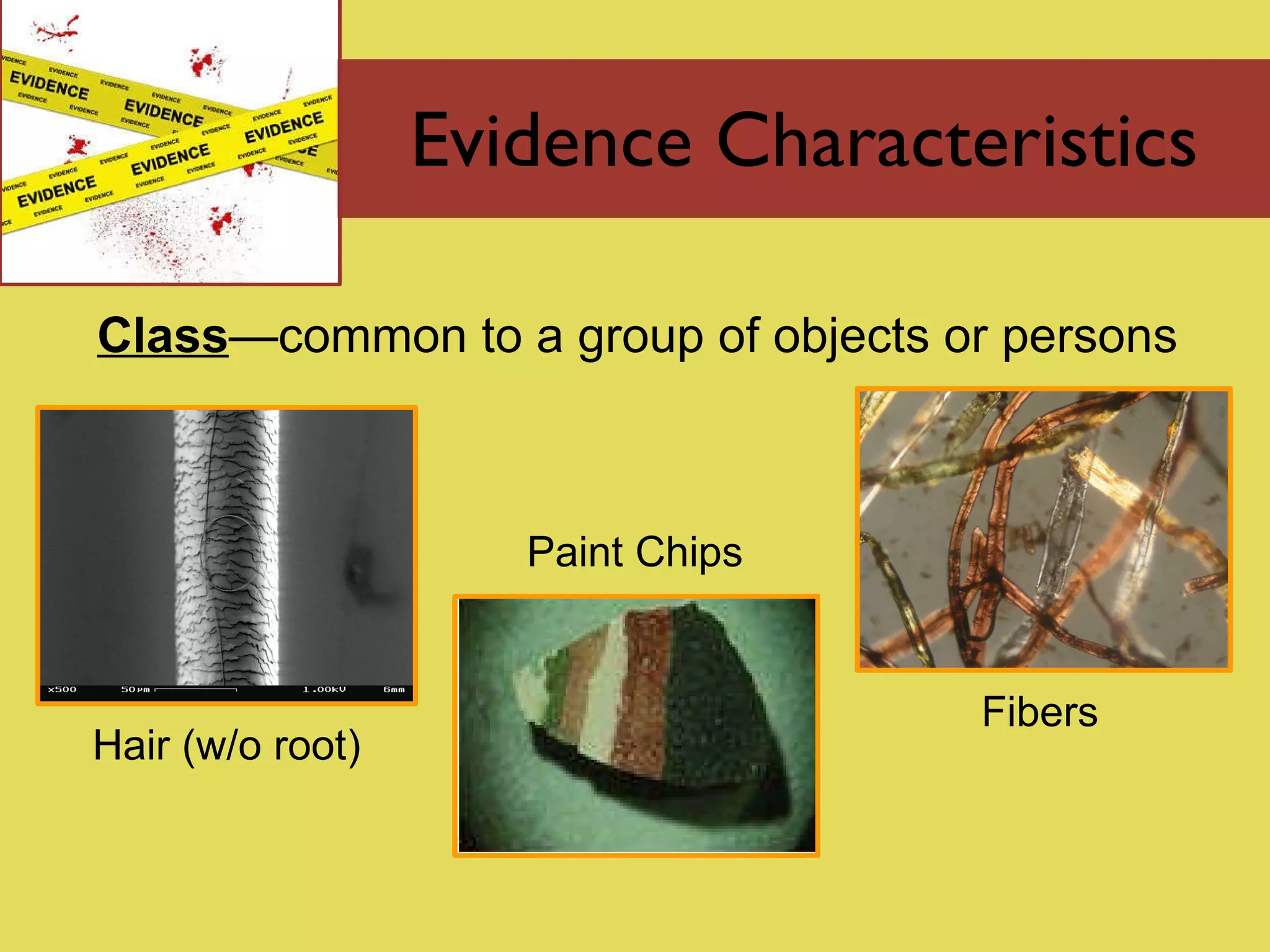 Evidence Characteristics Class —common to a group of objects or persons Hair (w/o root) Fibers Paint Chips 