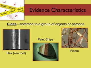 Evidence Characteristics Class —common to a group of objects or persons Hair (w/o root) Fibers Paint Chips 