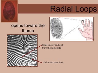 Forensics ch 4 notes