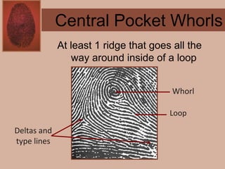 Forensics ch 4 notes