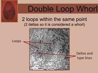 Forensics ch 4 notes