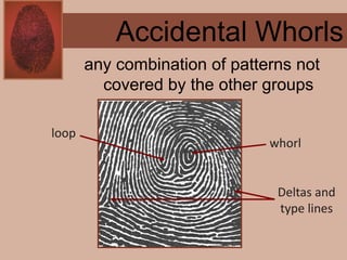 Forensics ch 4 notes