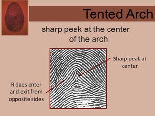 Forensics ch 4 notes
