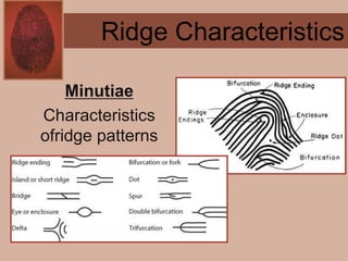 Forensics ch 4 notes