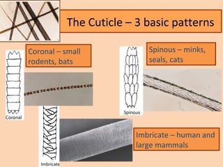 forensics ch 5 & 6 notes | PPT