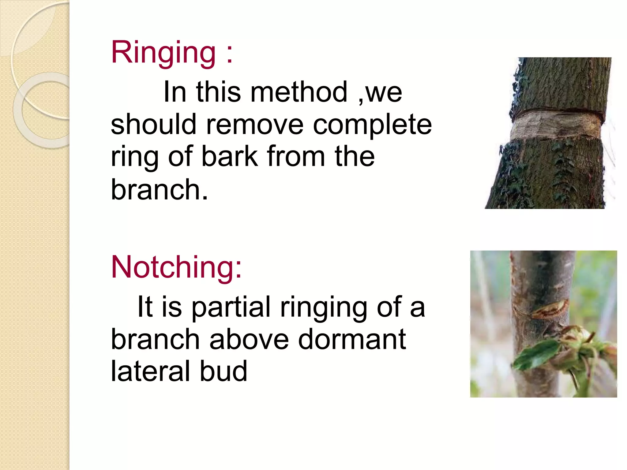 Ringing :
In this method ,we
should remove complete
ring of bark from the
branch.
Notching:
It is partial ringing of a
branch above dormant
lateral bud
 